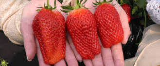 自慢のいちご