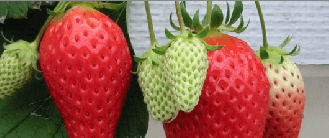 自慢のいちご